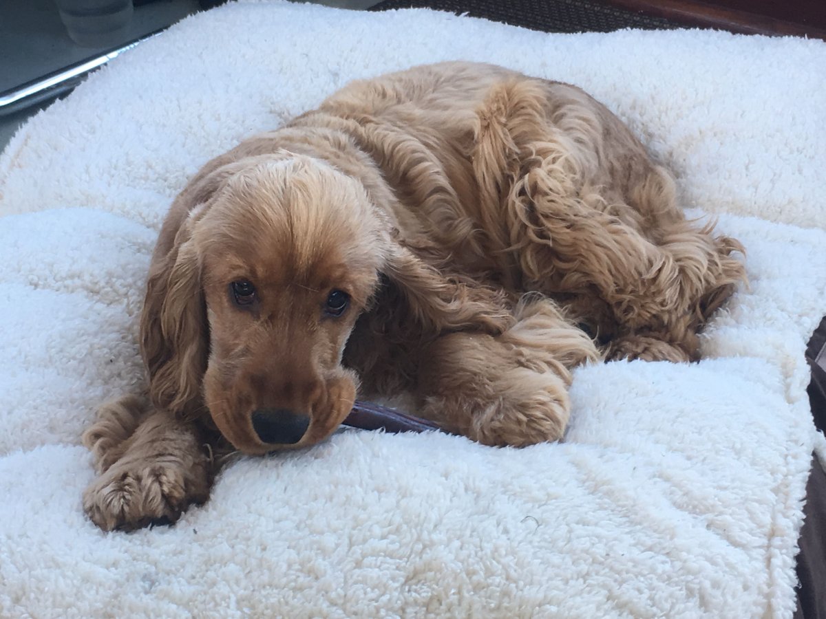 Английский кокер спаниель 6 месяцев