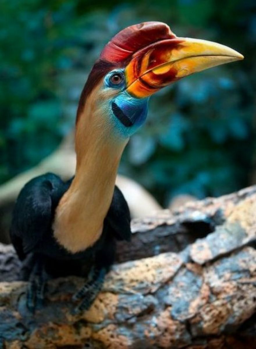 Сулавесский калао