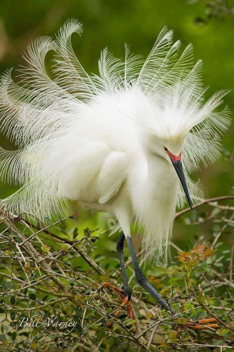 Хохлатая цапля фото