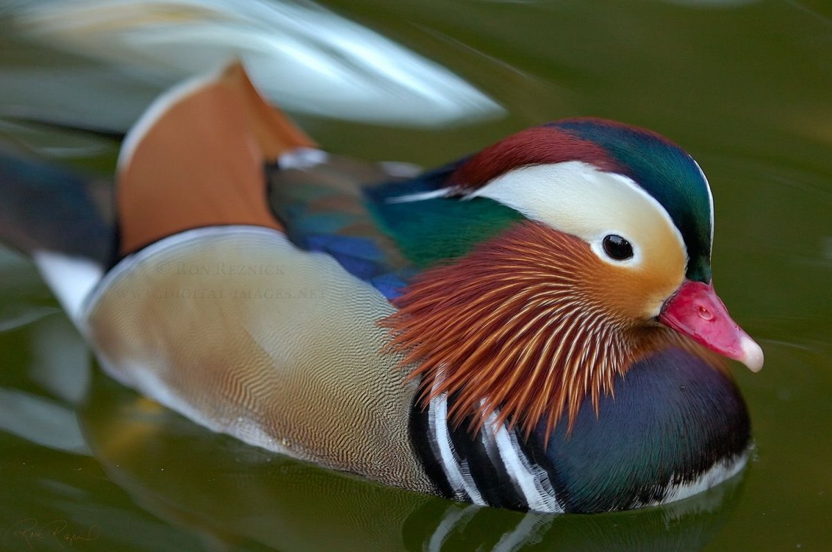 Утка Мандаринка красная