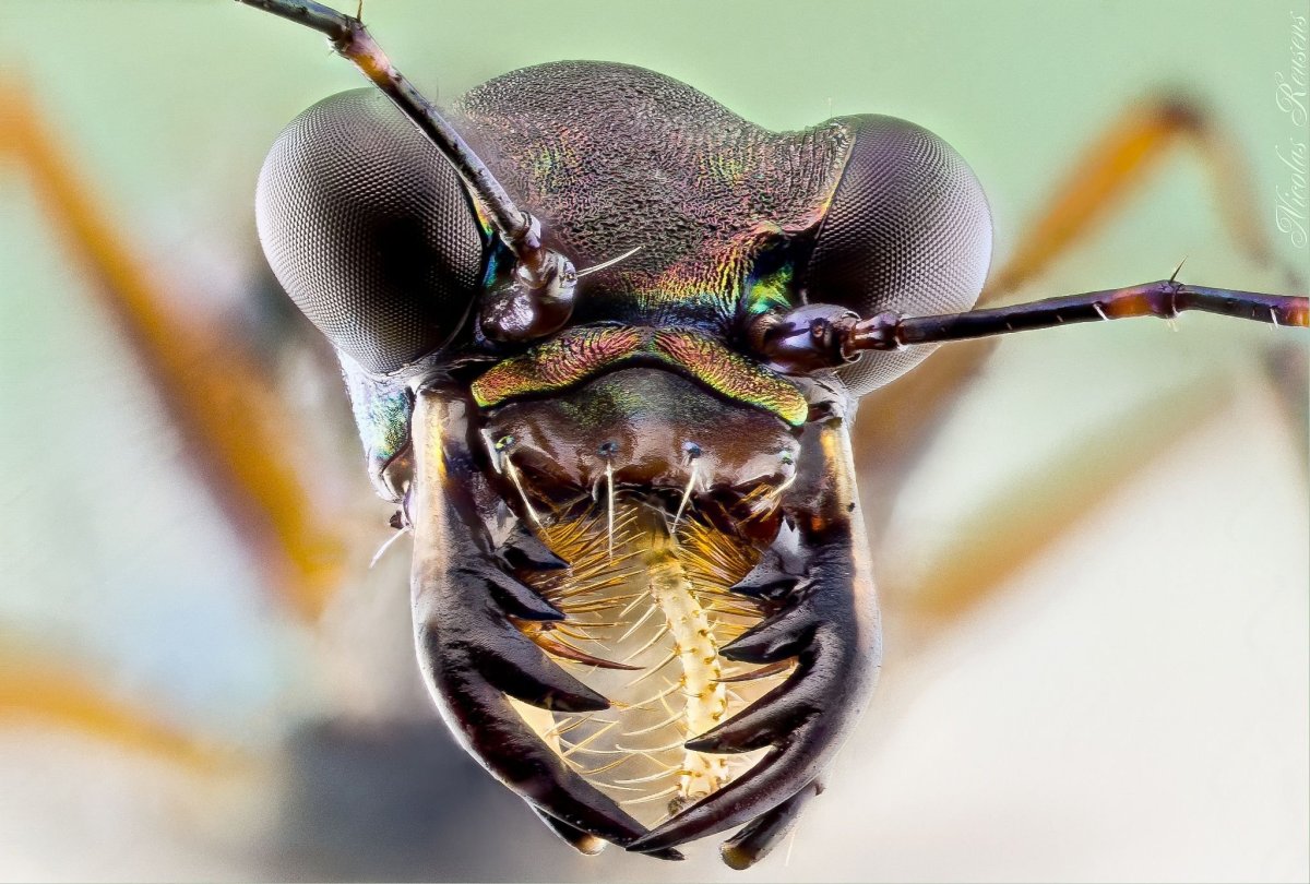 Жвалы жужелицы