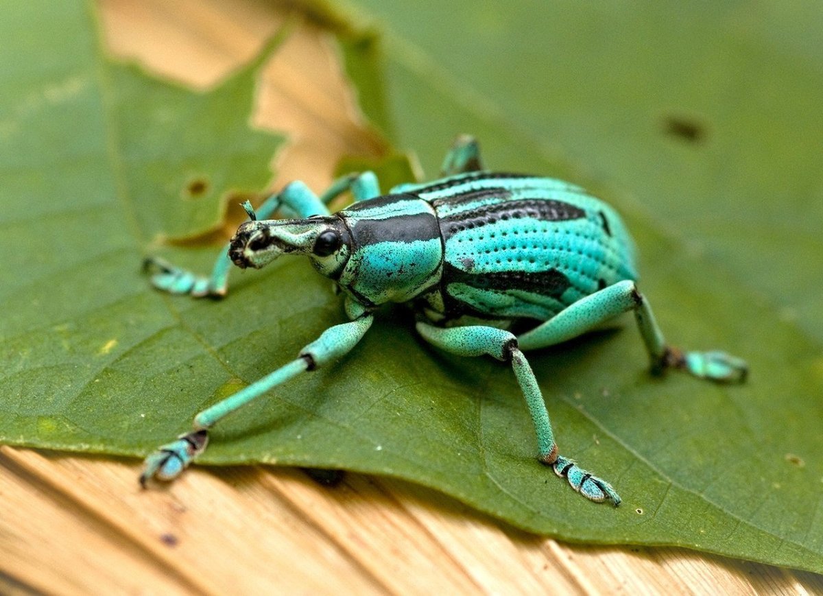 Жук долгоносик