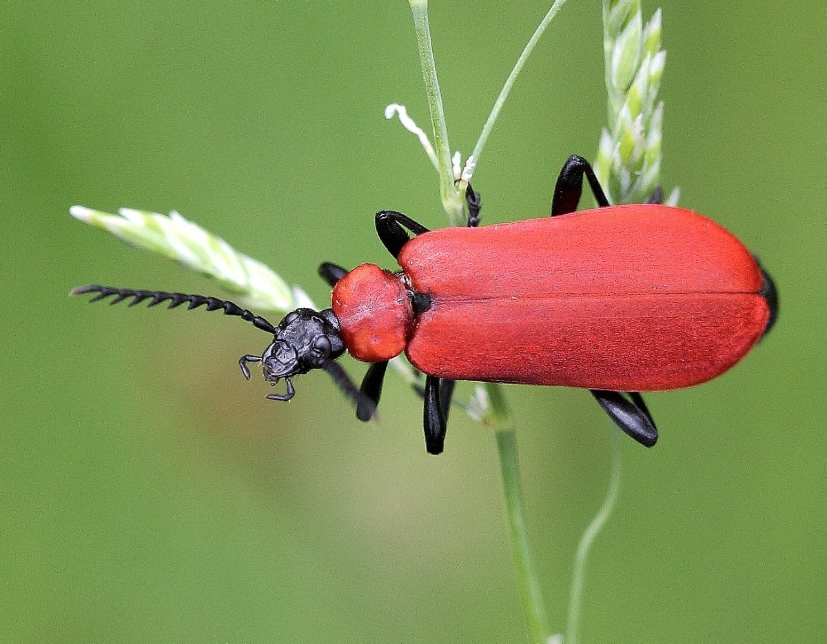 Pyrochroa coccinea