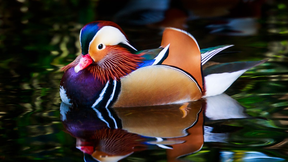 Утка Мандаринка