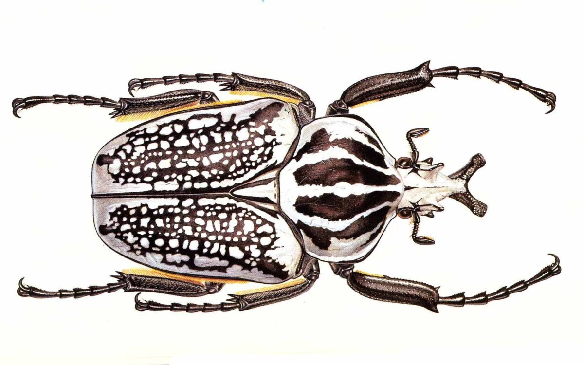 Королевский Жук Голиаф