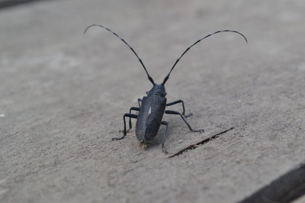 Черный Жук усач