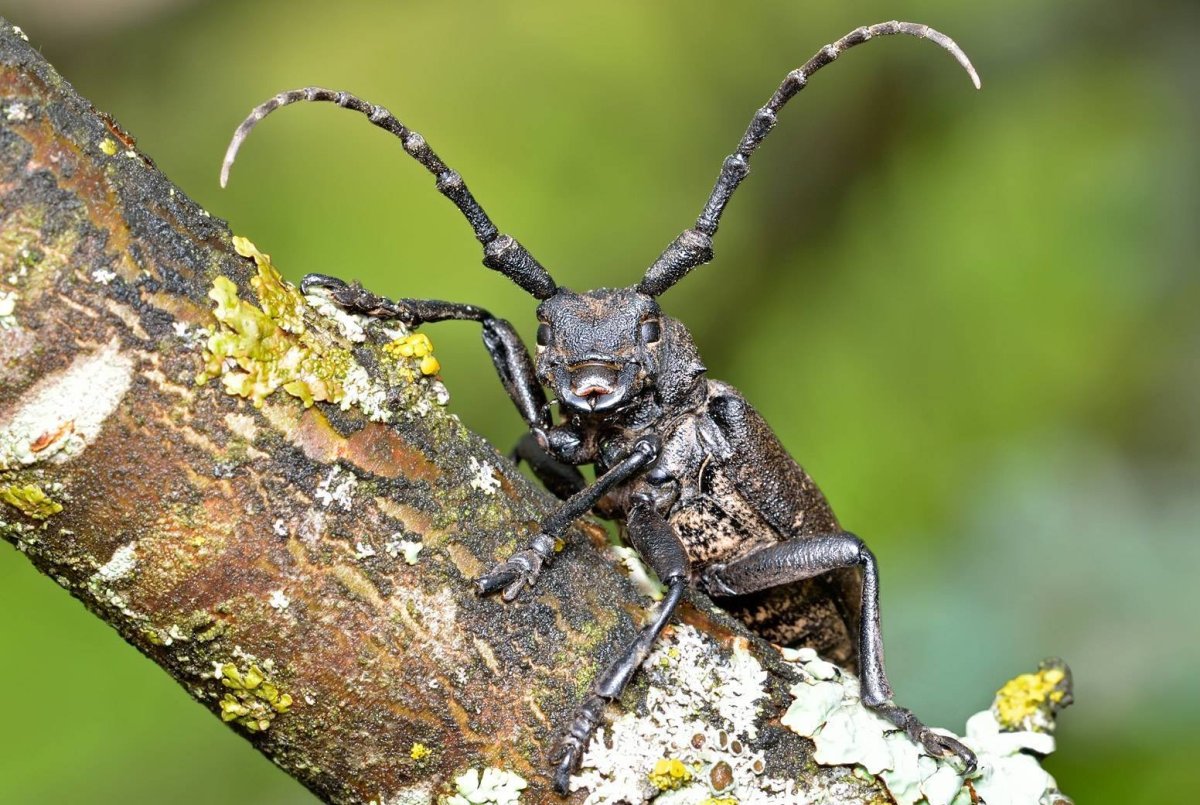 Уссурийский Жук усач
