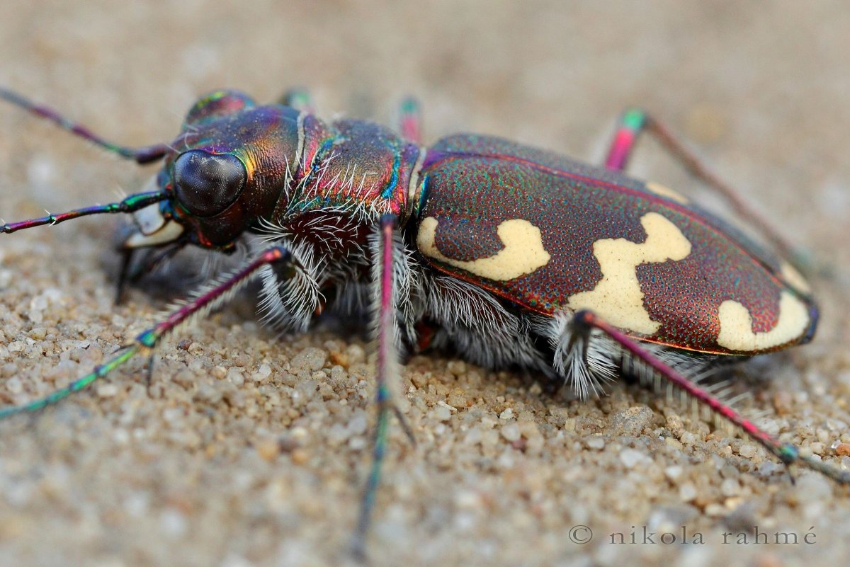 Жук пискунчик