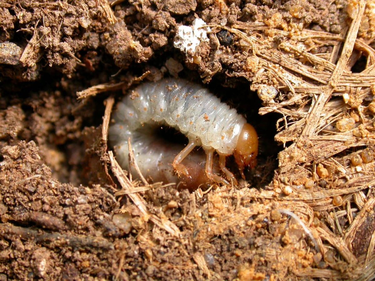 Грабак личинка майского