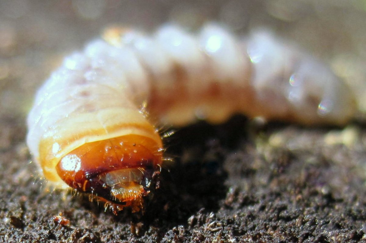 Медведка фото насекомое и личинка
