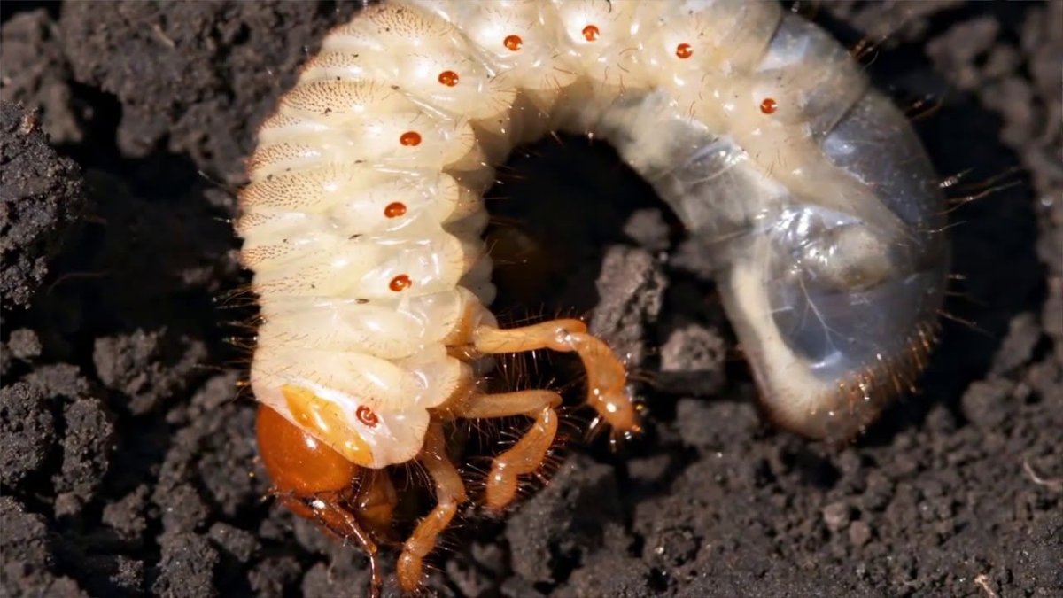 Грабак личинка майского