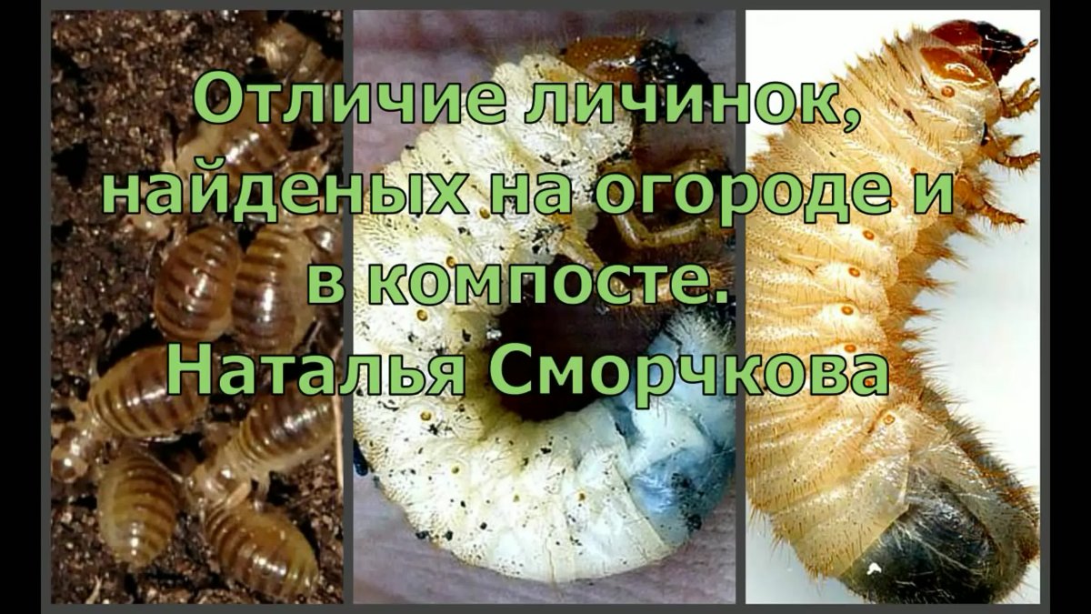 Личинка навозного червя