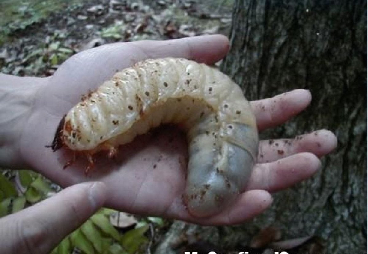 Проволочник личинки майского жука