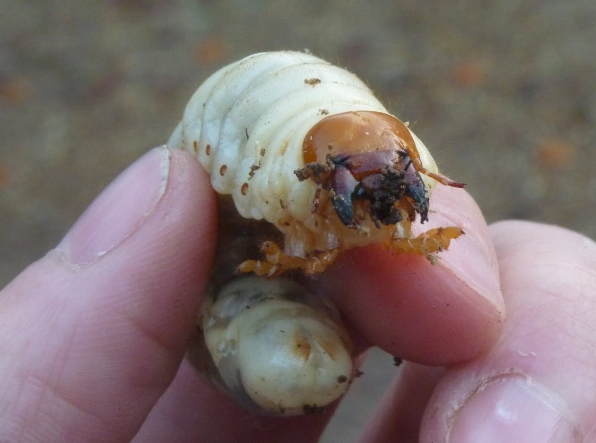 Жук дровосек Титан личинка