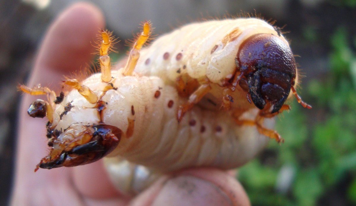 Личинка бронзовки и майского жука