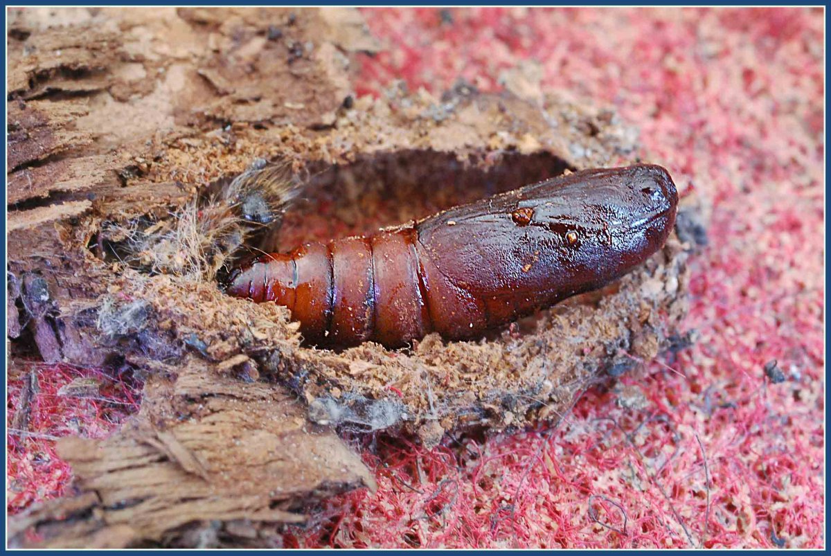 Личинки жука долгоносика