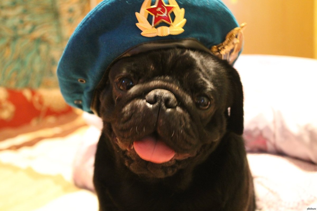 Мопс в военной форме