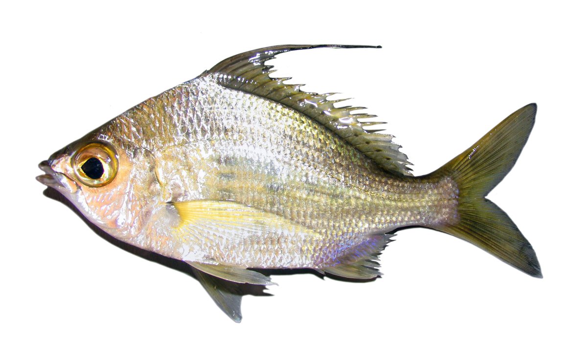 Кабуча белая рыба