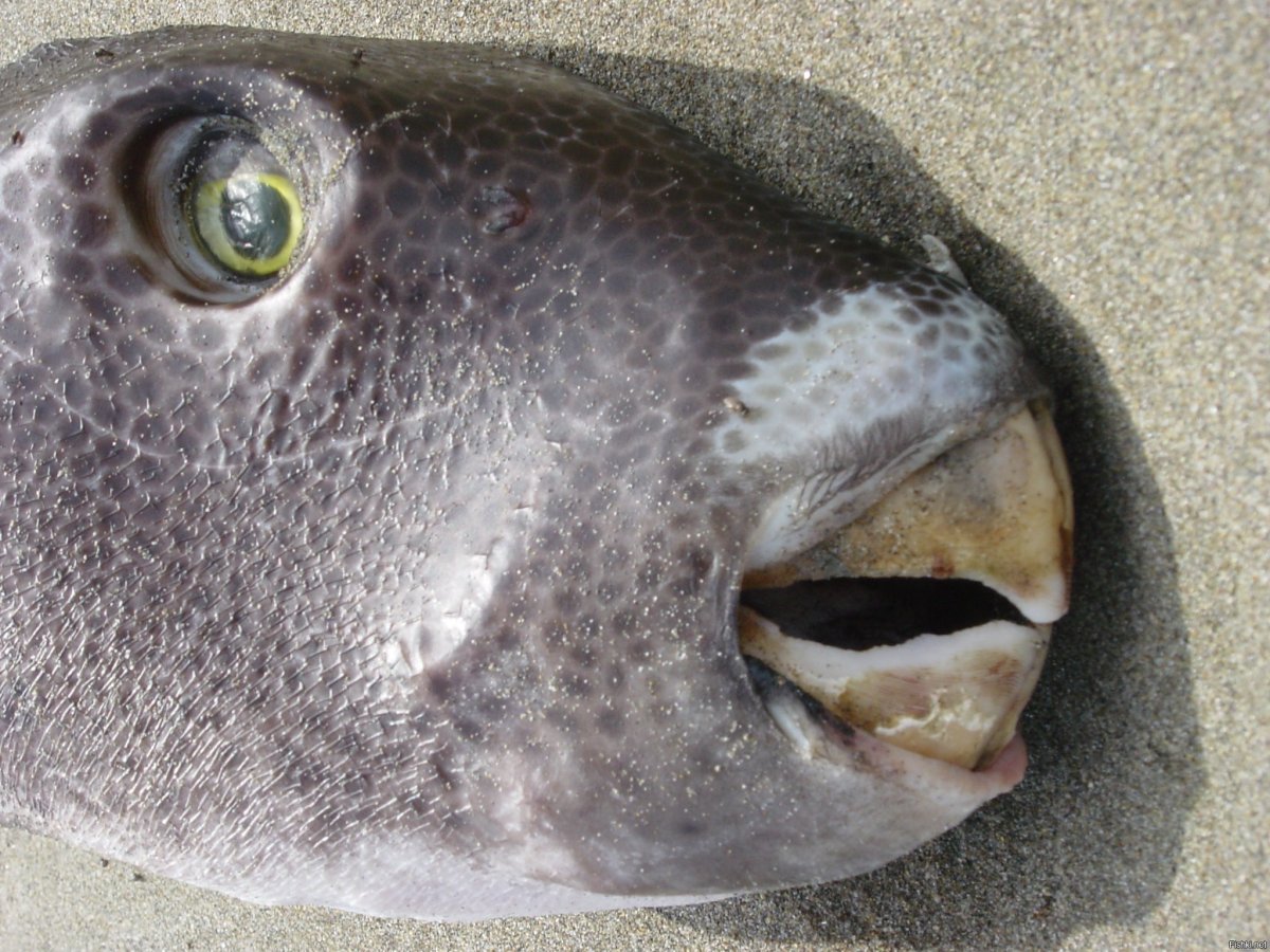 Странное животное