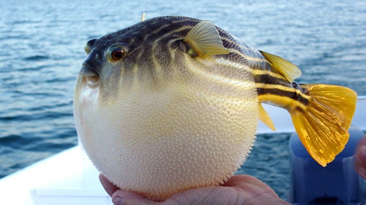 Прикольная рыба