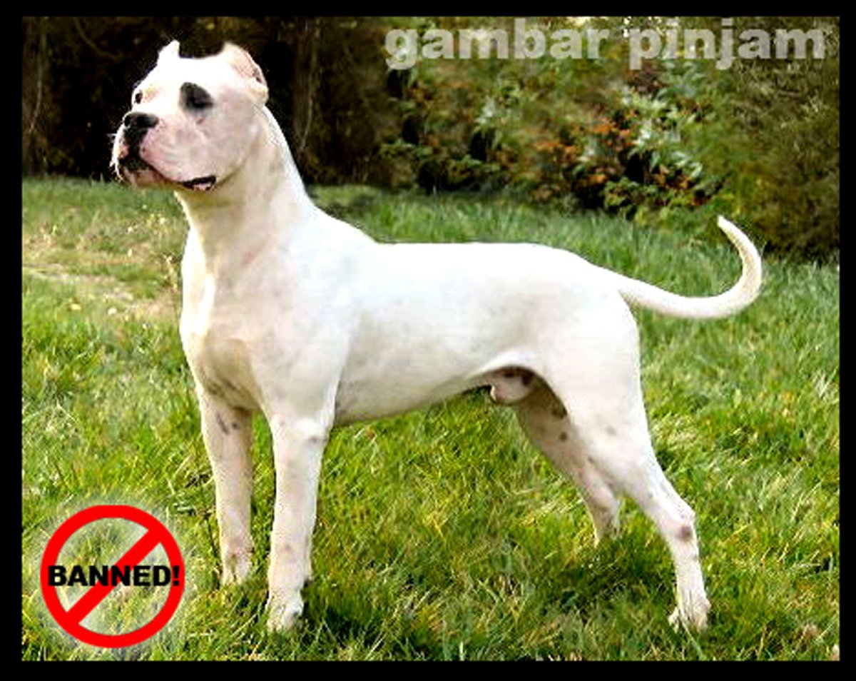 Колли австралийская овчарка