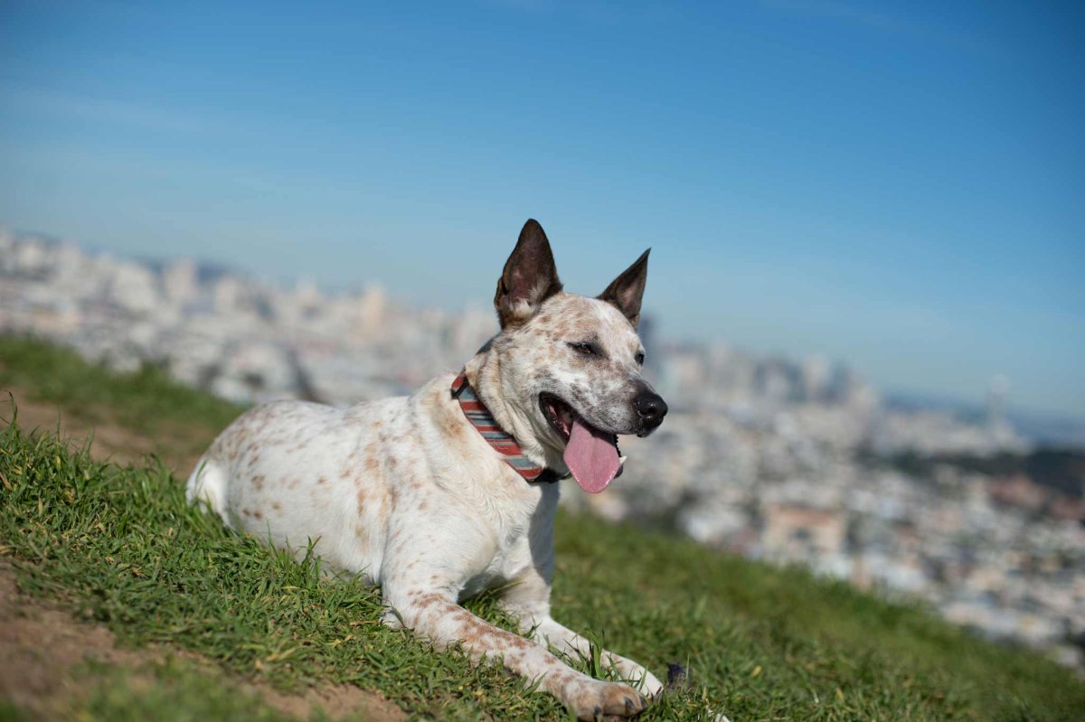 Самоед Слава Марлоу