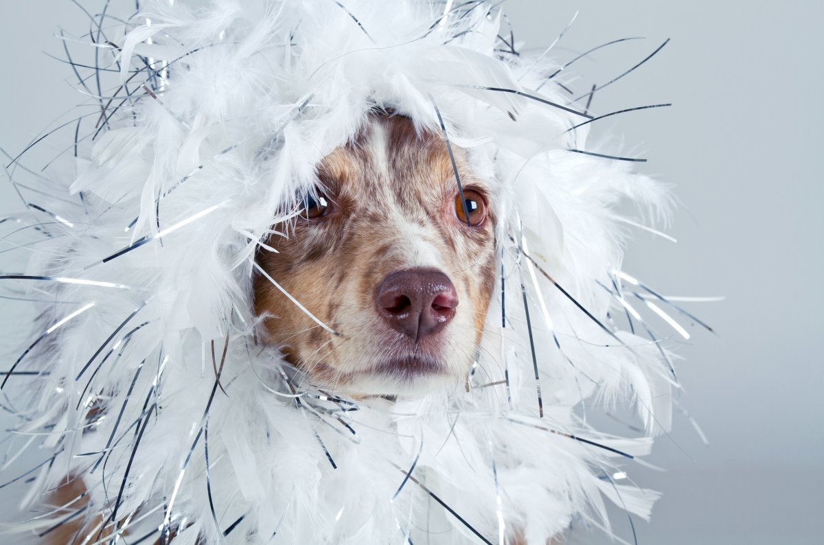 Австралийская пастушья собака Хилер