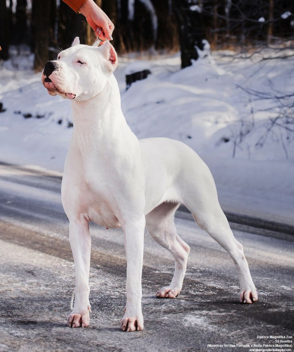 Собака аргентинский дог