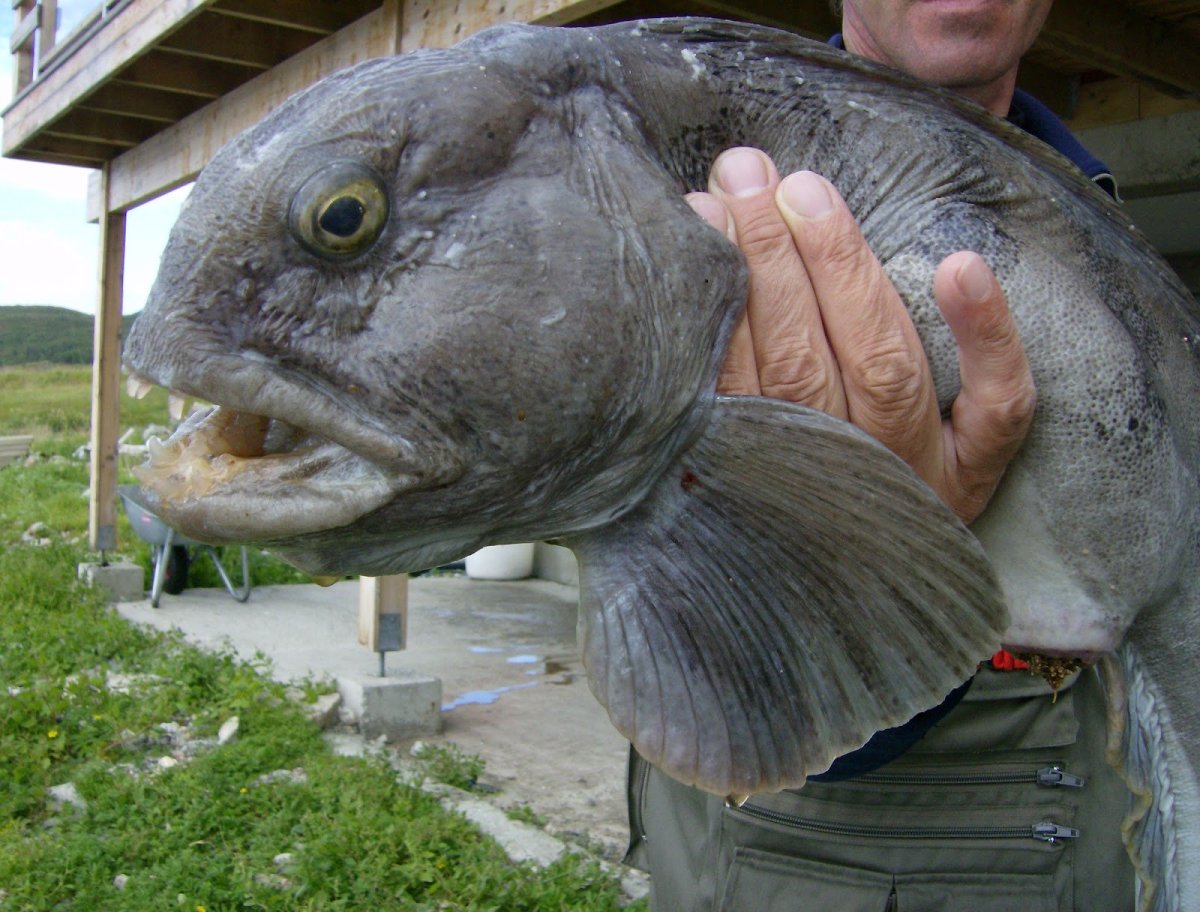 Глубоководная рыба psychrolutes marcidus