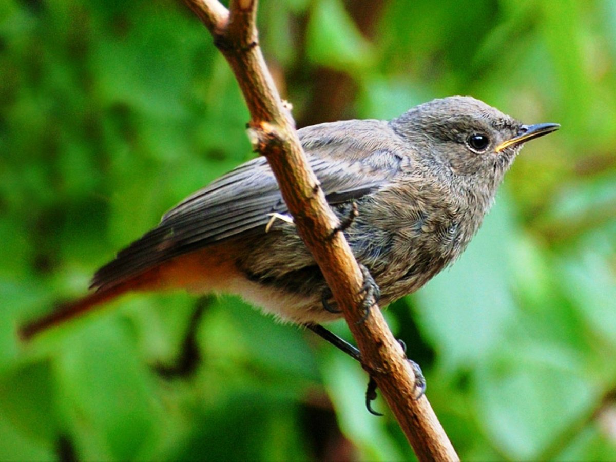 Серая птица с оранжевым хвостом