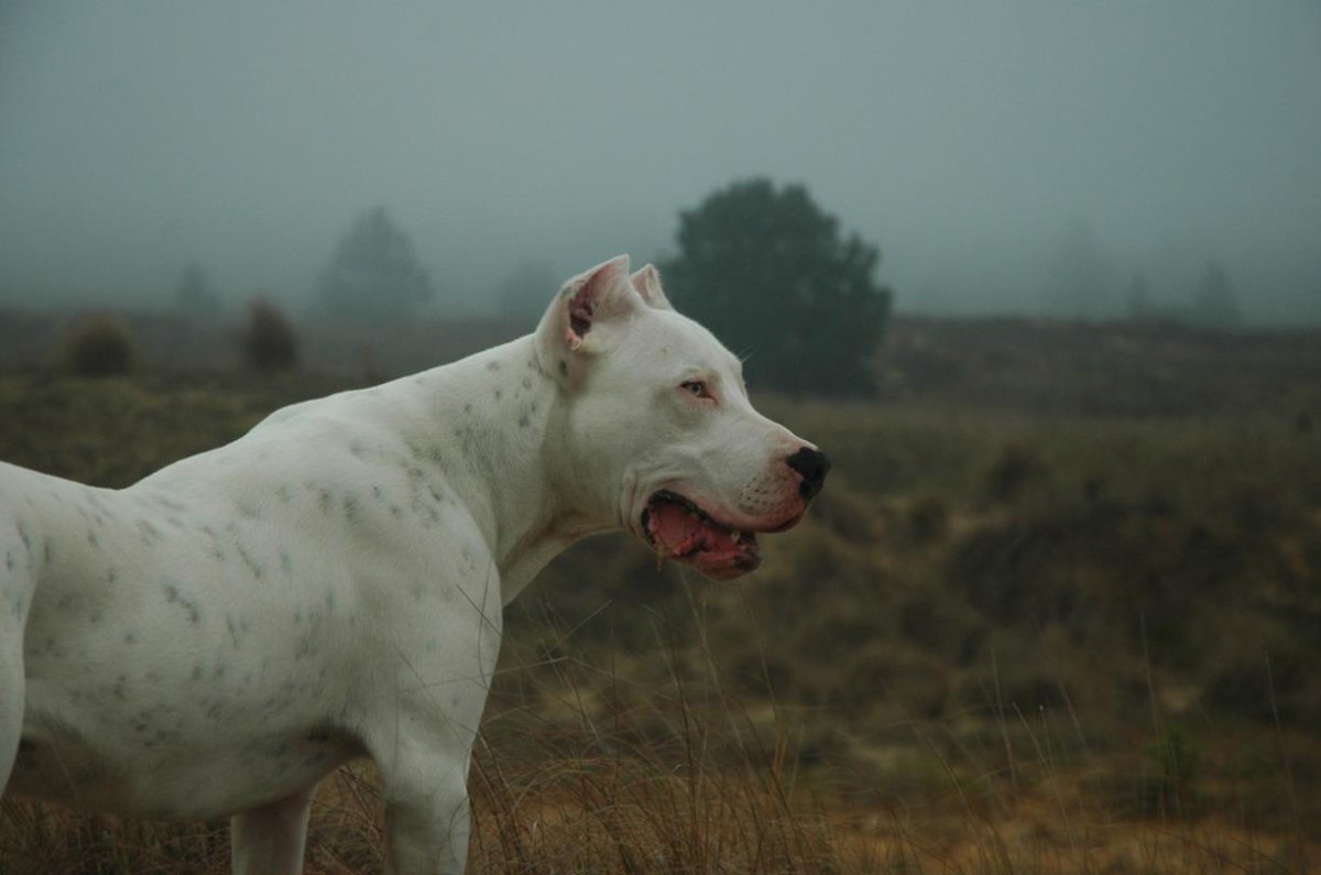 Кордовская Бойцовая собака