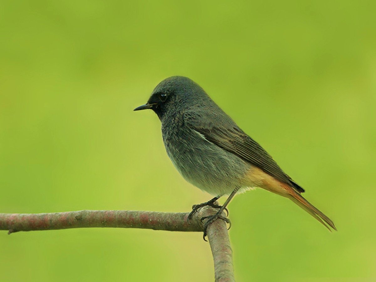 Горихвостка-Чернушка пение