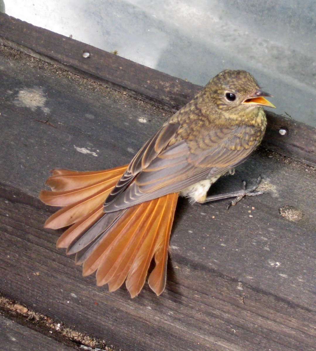 Воробей горихвостки птенец