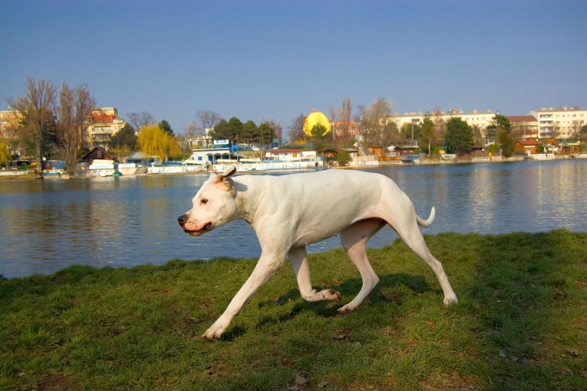 Собака Аргентина Аргентина охотничья