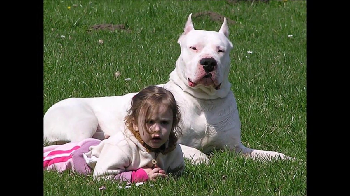 Улыбка австралийской овчарки