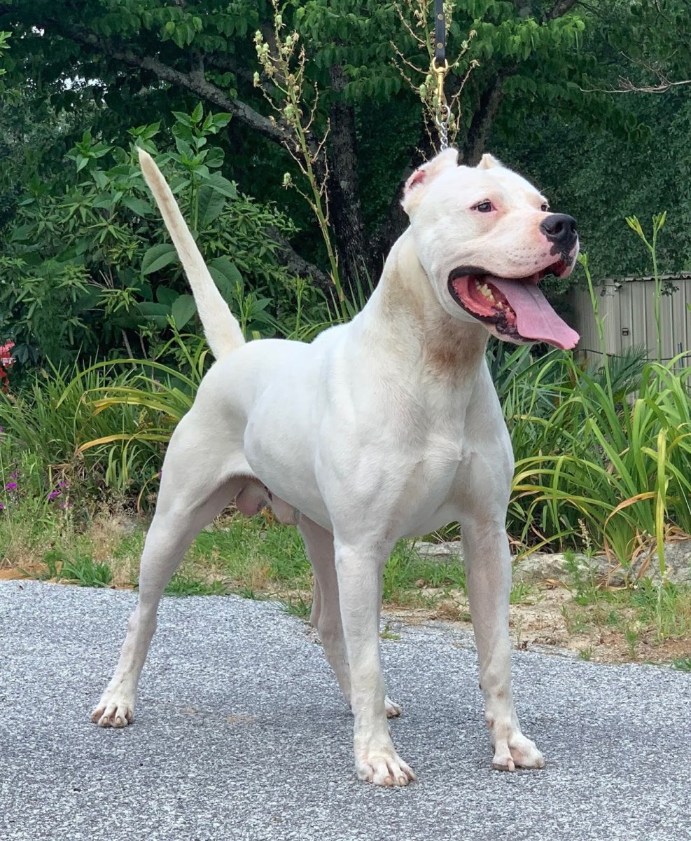 Алопекис белый