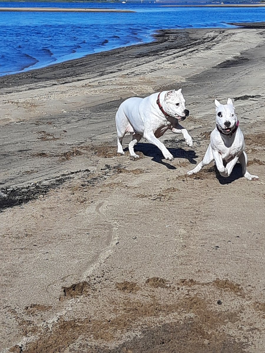 Собака ржет