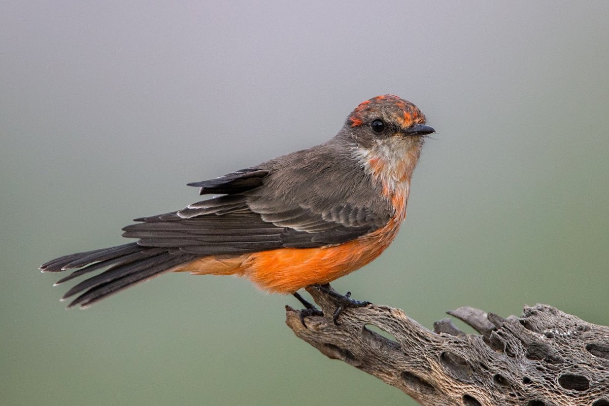 Горихвостка клюв