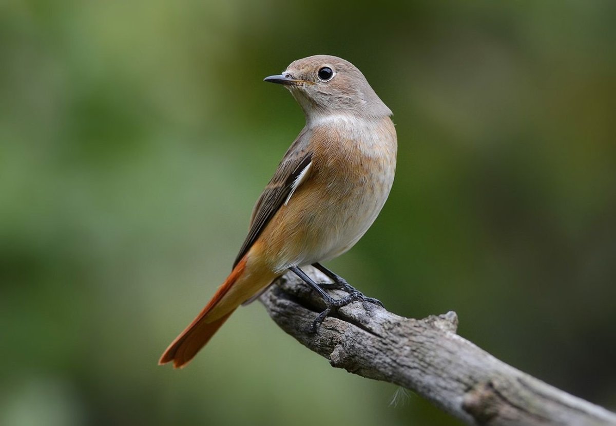 Обыкновенная горихвостка самка