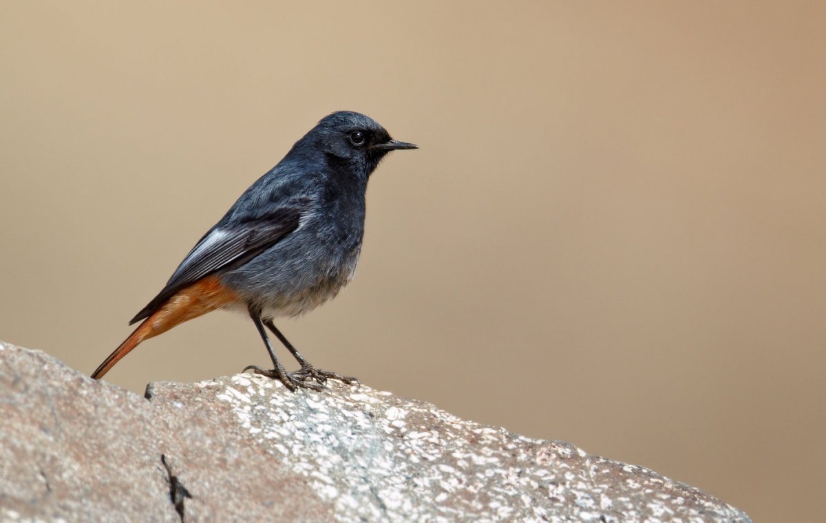 Black Redstart птица