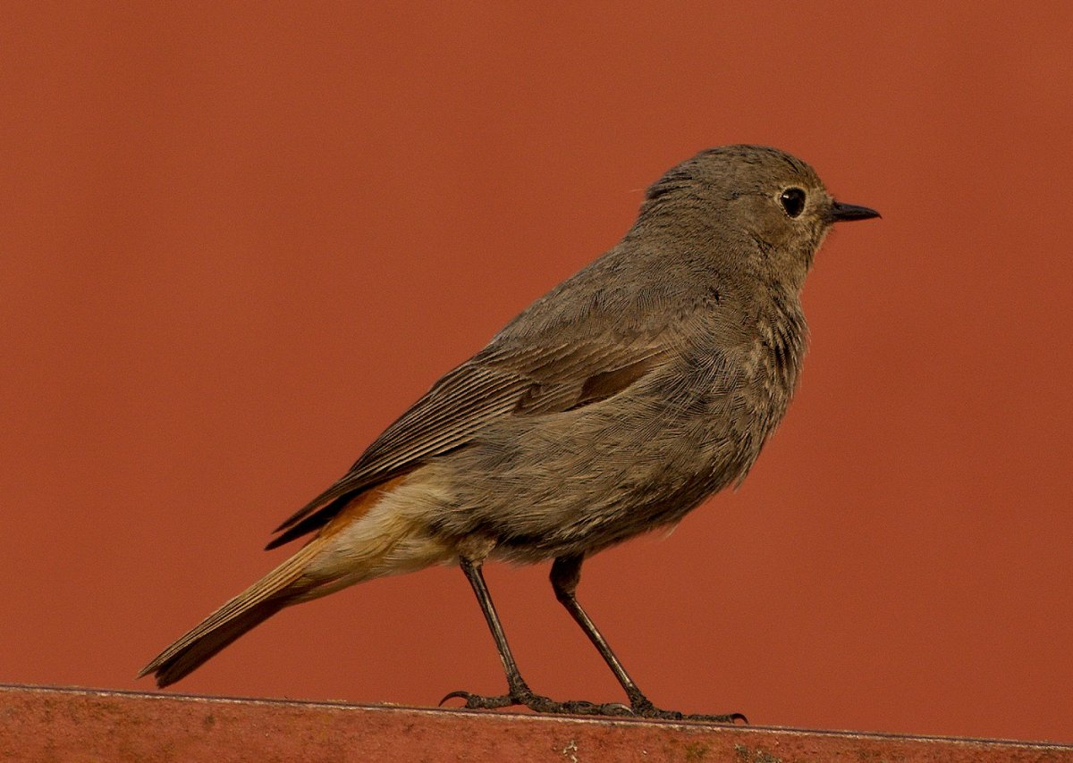 Горихвостка Сибирская пение