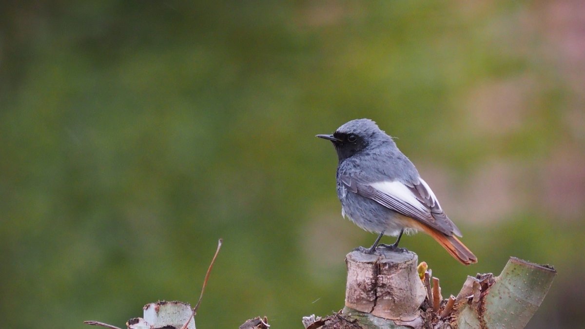 Серая птичка с красным хвостом