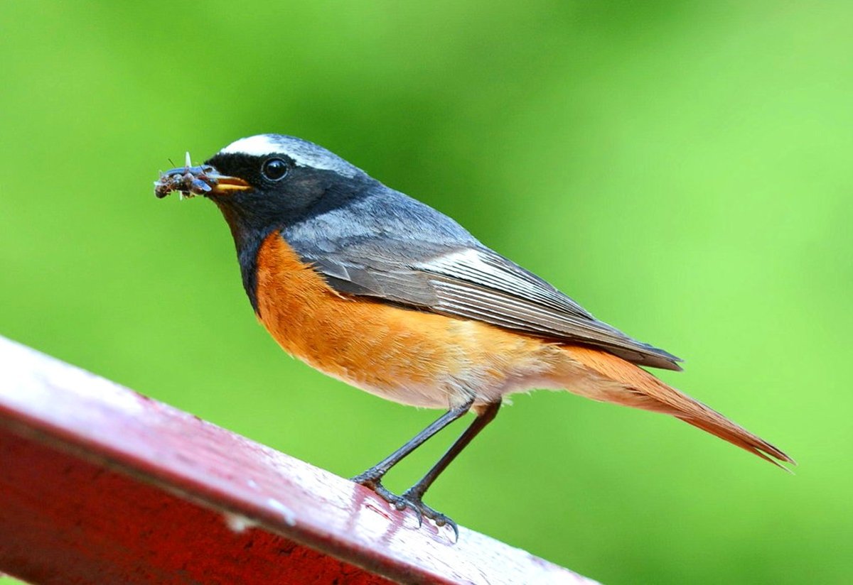 Горихвостка лысушка