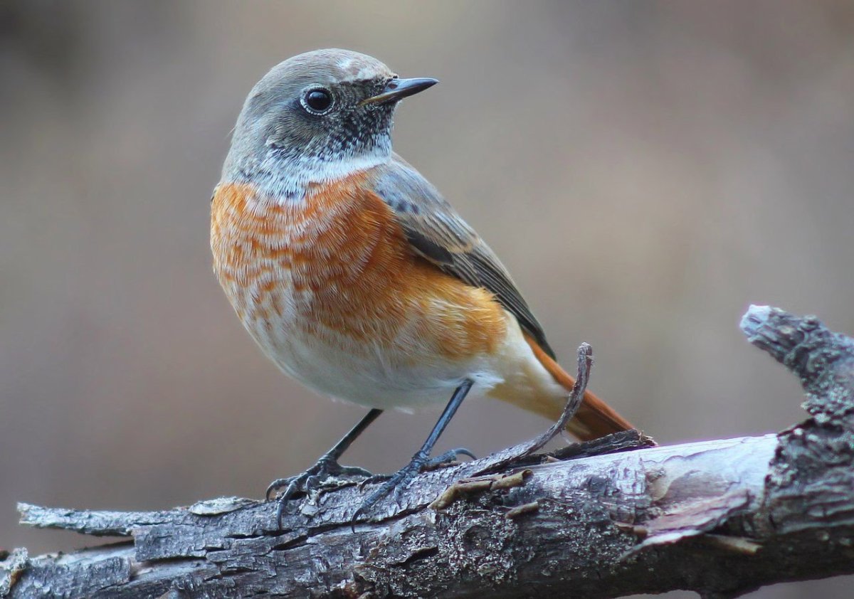 Обыкновенная горихвостка