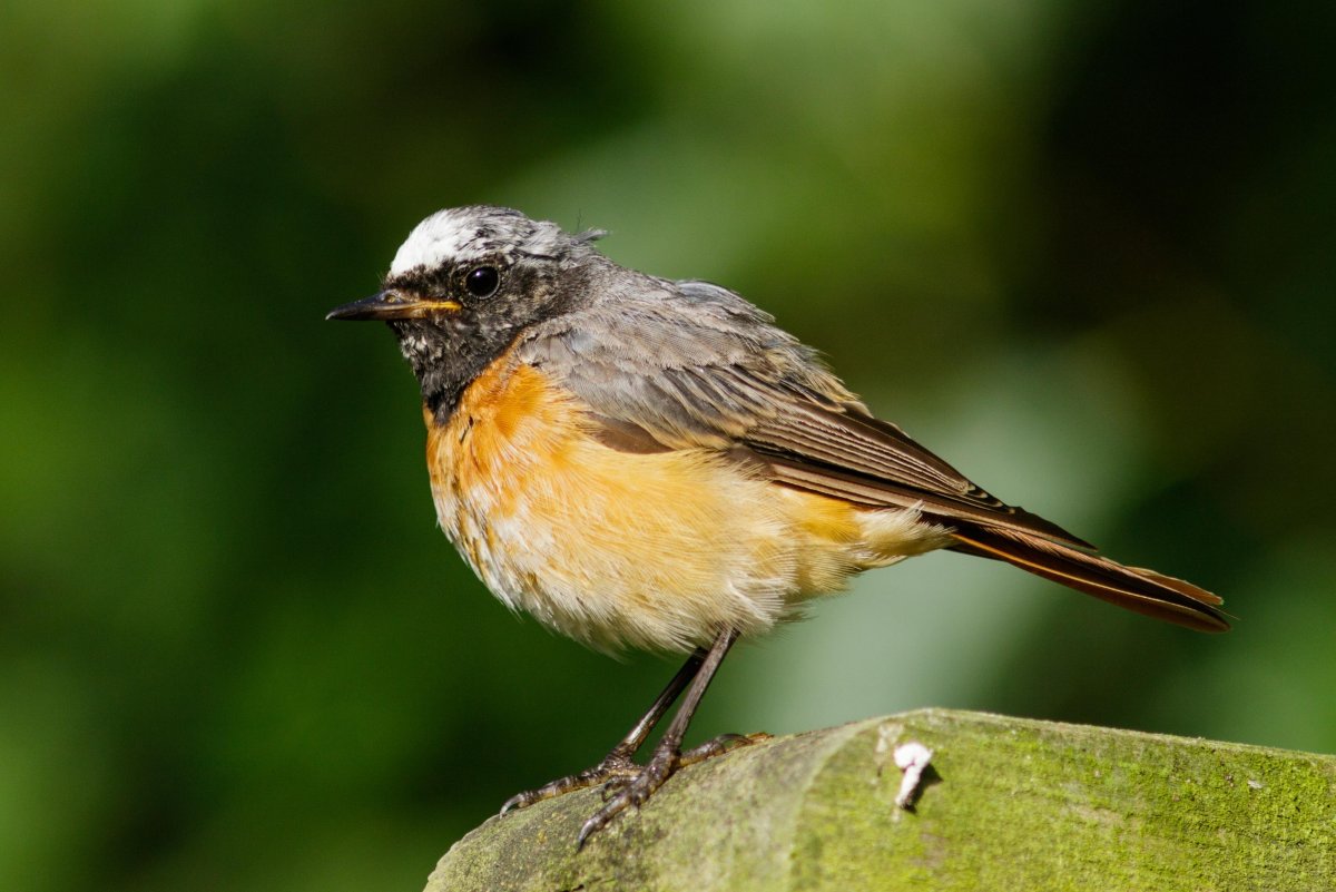 Горихвостка Луговая