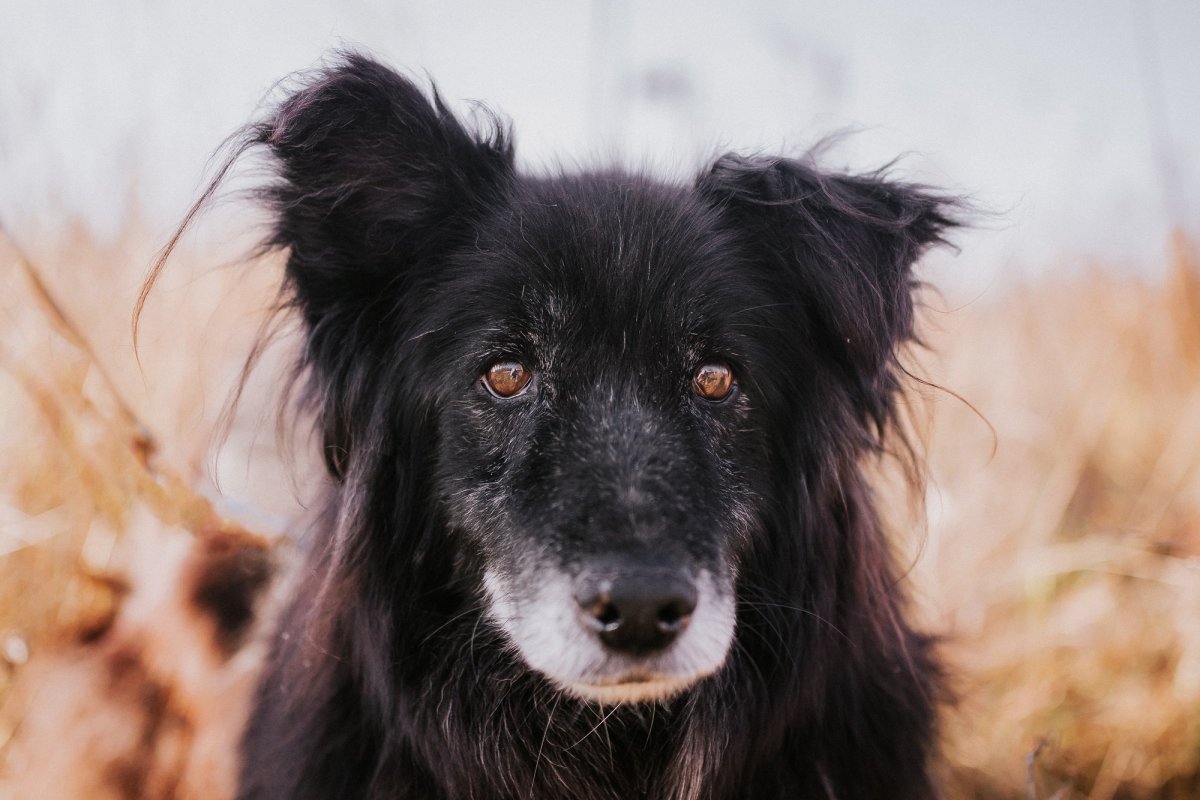 Немецкая овчарка черная