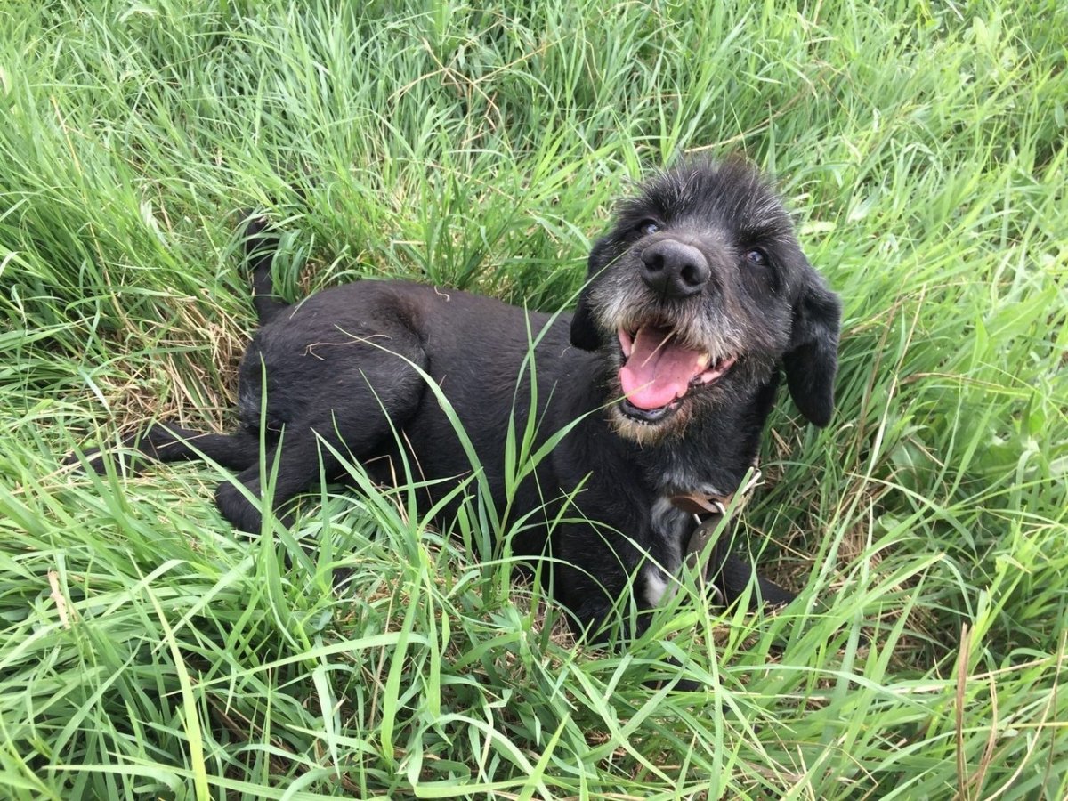 Черный терьер (русский черный терьер)