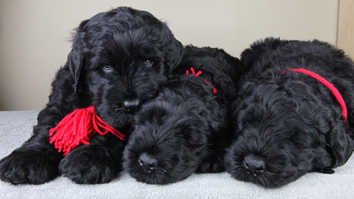 Чёрный терьер Сталина