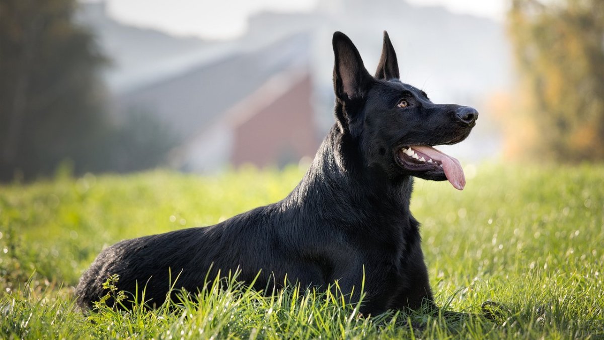 Черныш собака фото