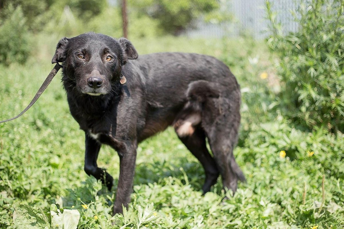 Чёрный терьер фото